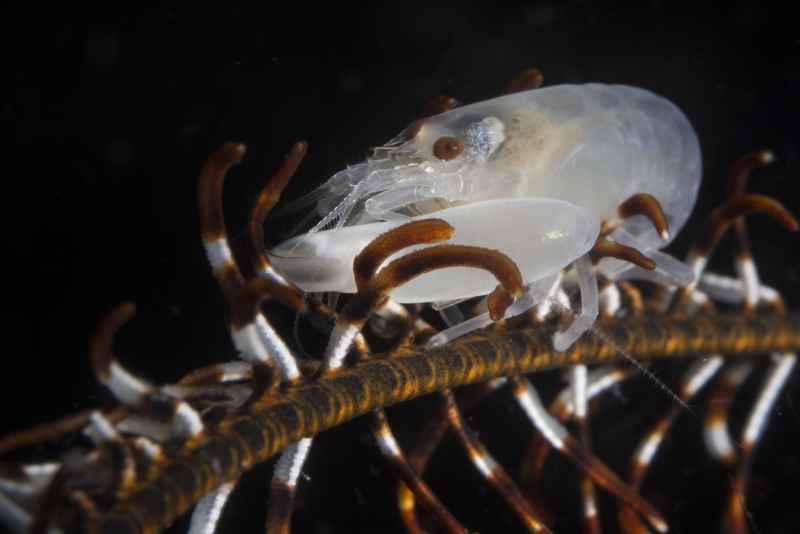 cerinate snapping shrimp synalpheus carinatus02 2