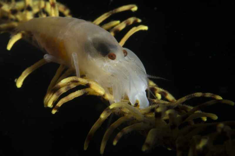 cerinate snapping shrimp synalpheus carinatus03 2