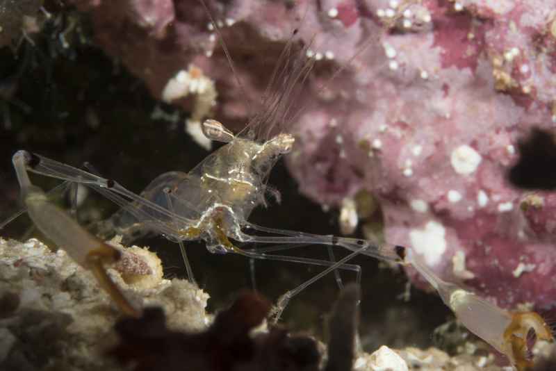 clear cleaner shrimp urocaridella antonbruunii 2