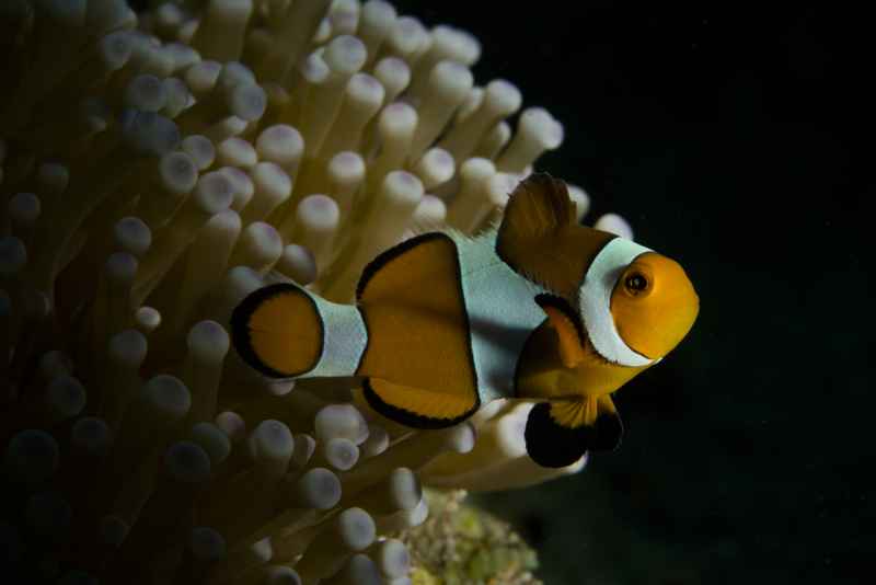 clown anemonefish amphiprion ocellaris 2