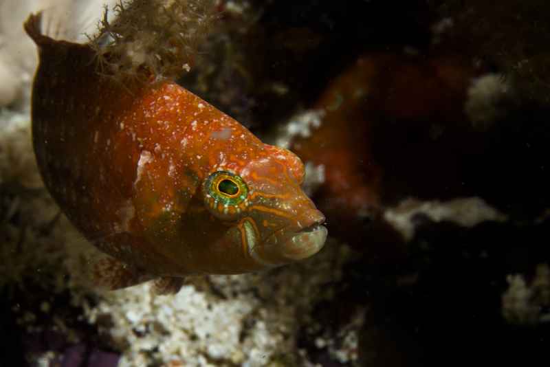 comettailed wrasse oxycheilinus bimaculatus