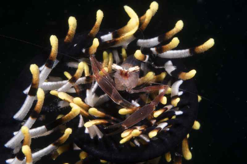 crionid shrimp laomenes sp 2
