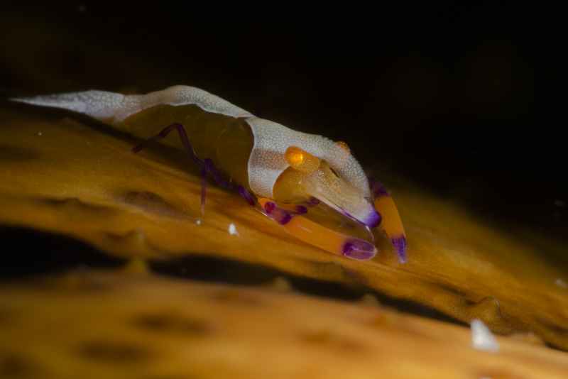 emperor shrimp periclimenes imperator02 7