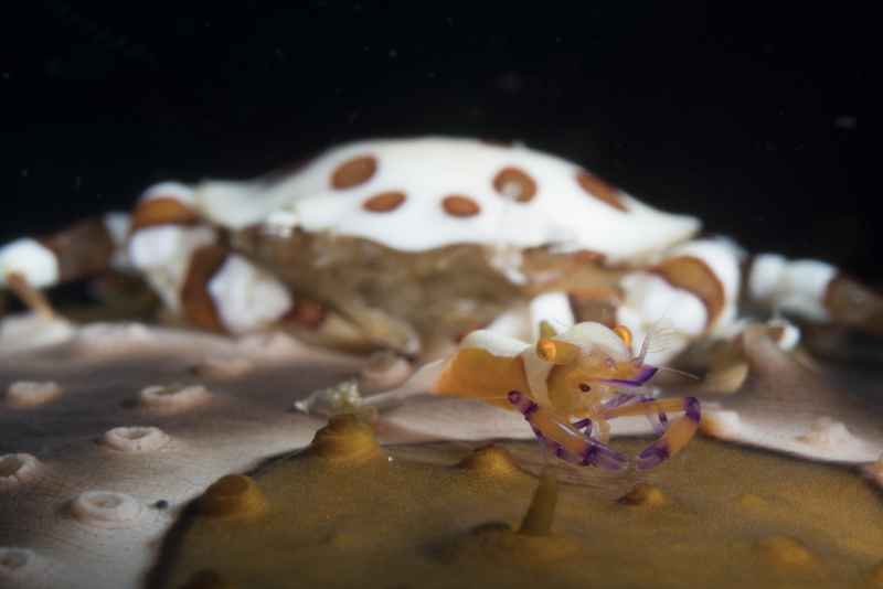 emperor shrimp with sea cucumber swimming crab periclimenes imperator