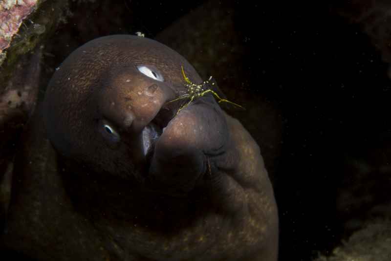 greyface moray eel with rock shrimp gymnothorax thyrsoideus with urocaridella sp3
