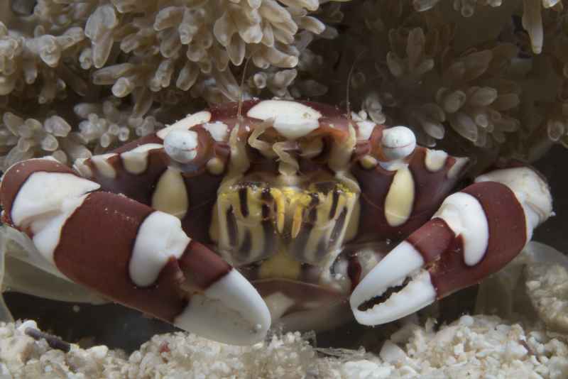 harlequin swimming crab lissocarcinus laevis 5