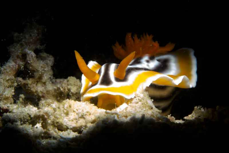 magnificent chromodoris chromodoris magnifica 4