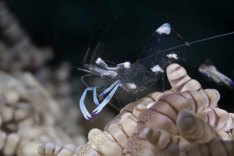 magnificent shrimp ancylomenes magnificus