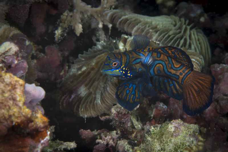 mandarinfish synchiropus splendidus 2