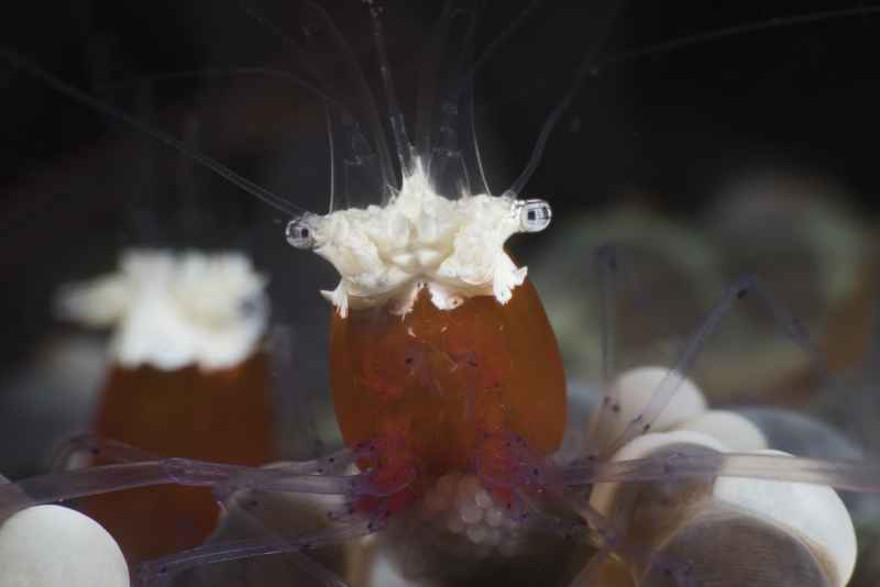 mushroom coral shrimp cuapetes kororensis01