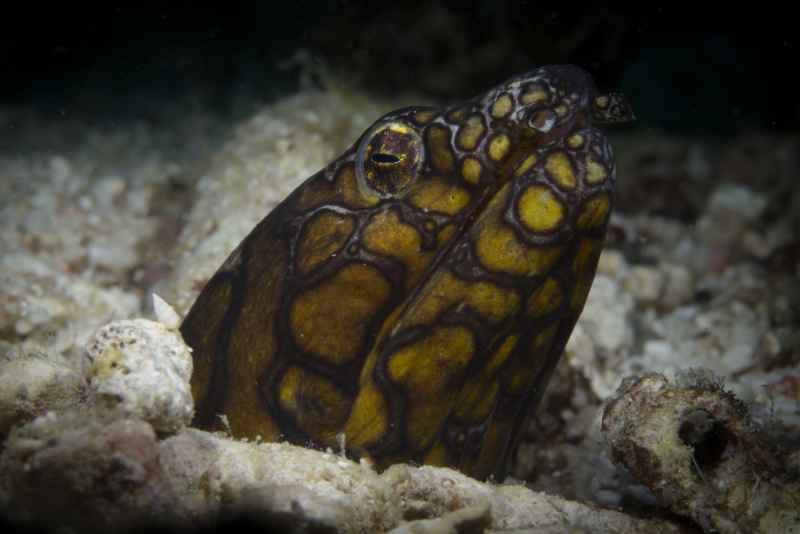 napoleon snake eel ophichthus bonaparti 2