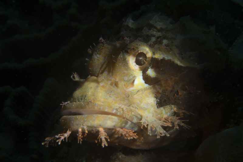 northern scorpion fish parascorpaena picta01