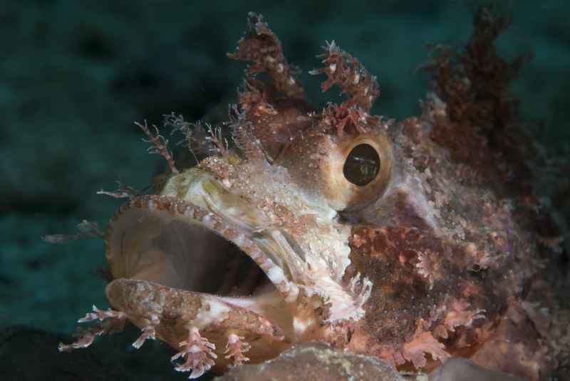northern scorpion fish parascorpaena picta02