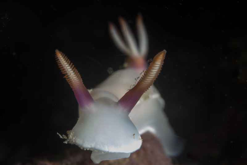 nudibranch hypselodoris bullockii 2