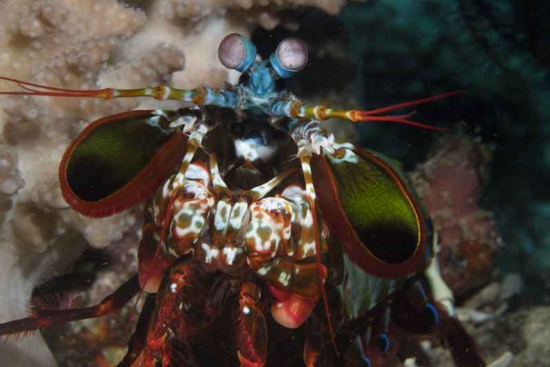 peacock mantis odontodactylus scyllarus 10