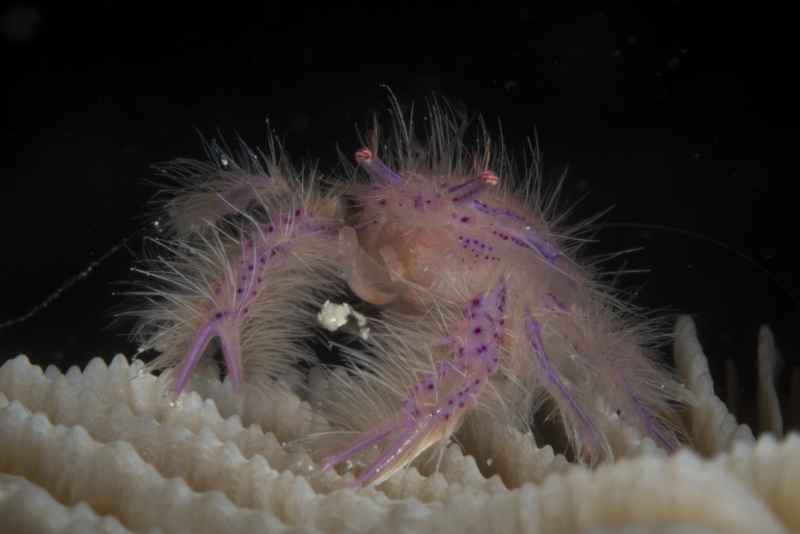 pink squat lobster lauriea siagiani