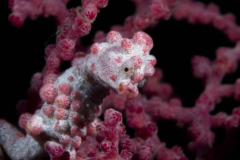 pygmy seahorse hippocampus bargibanti01 8