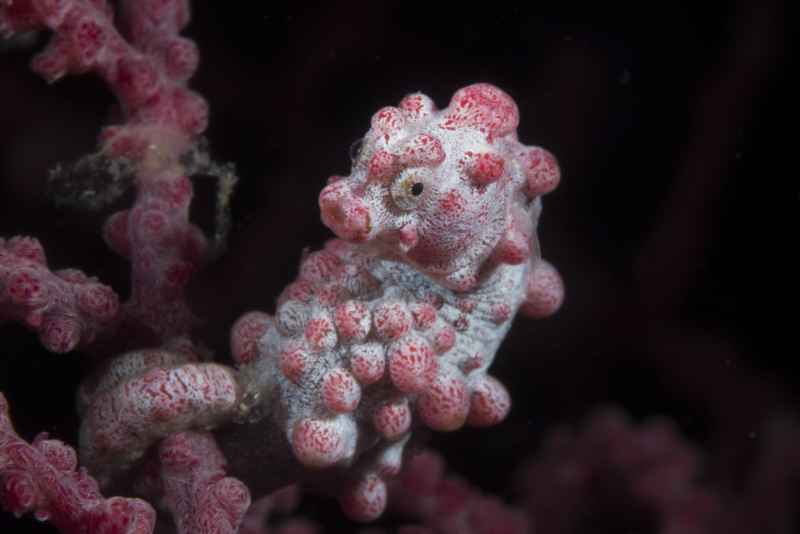 pygmy seahorse hippocampus bargibanti02 8