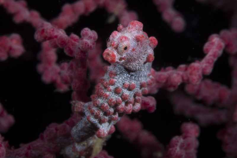 pygmy seahorse hippocampus bargibanti03 8