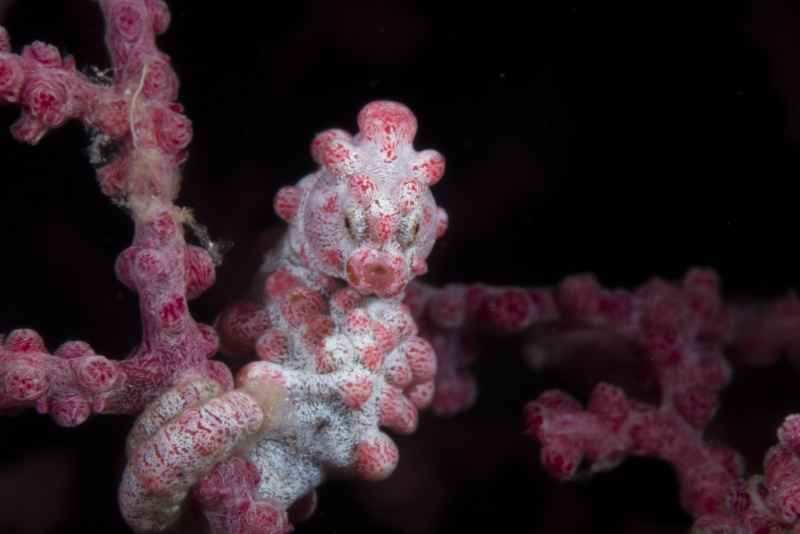 pygmy seahorse hippocampus bargibanti04 6