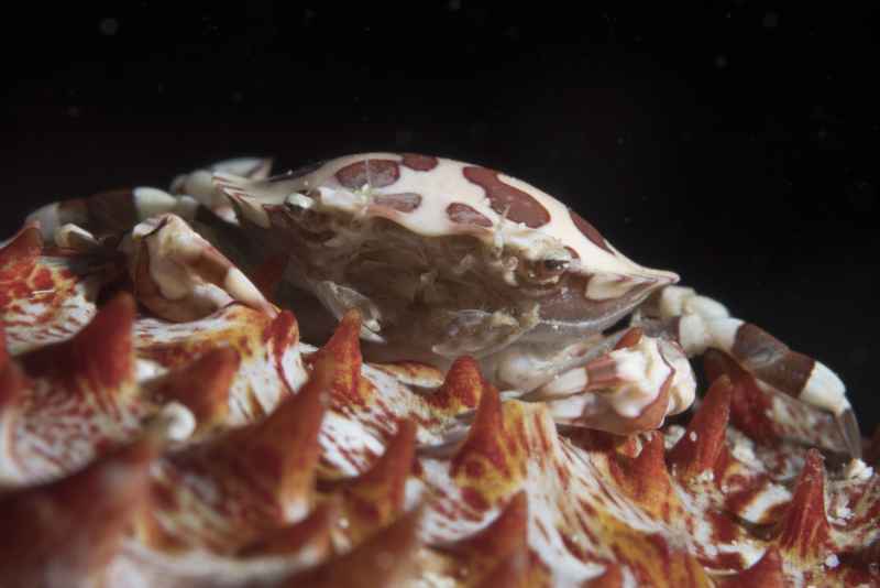 sea cucumber swimming crab lissocarcinus orbicularis