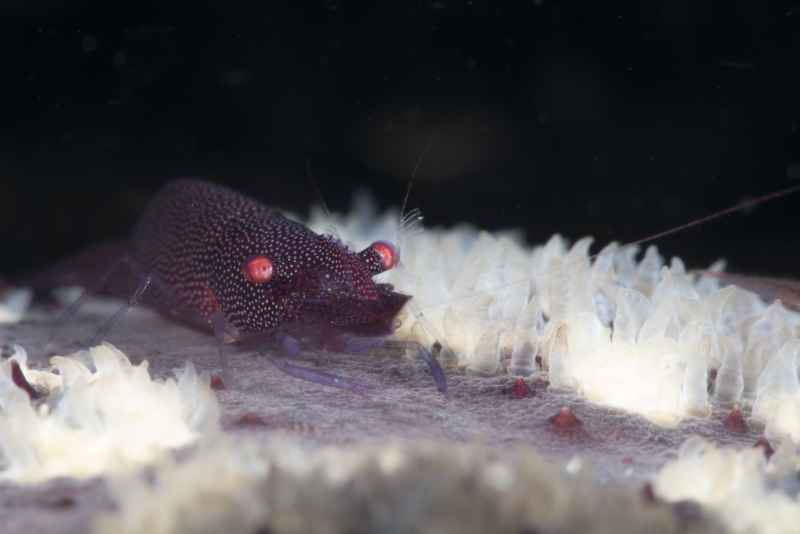 sea star shrimp periclimenes soror02 2