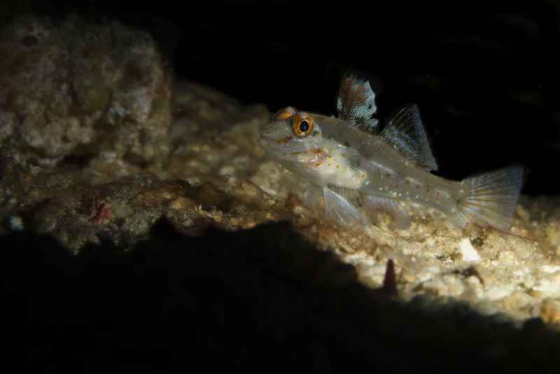 signalfin goby coryphopterus signipinnis