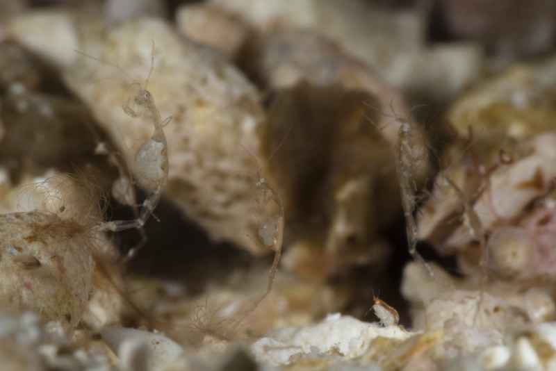 skeleton shrimp caprella ssp 3