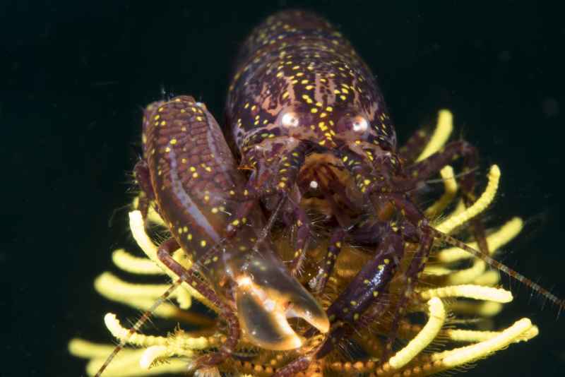 stimpsons snapping shrimp synalpheus stimpsoni