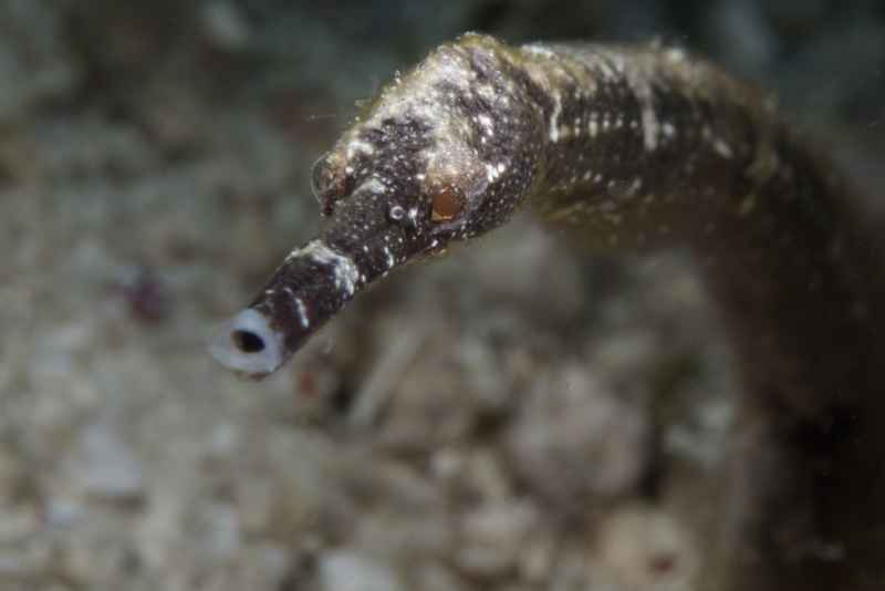 straightstick pipefish trachyrhamphus longirostris