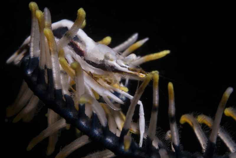 twin stripe crinoid shrimp periclimenes affinis 3