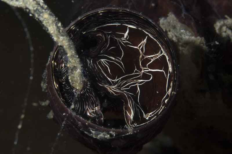 vermetid worm snail serpulorbis imbricatus