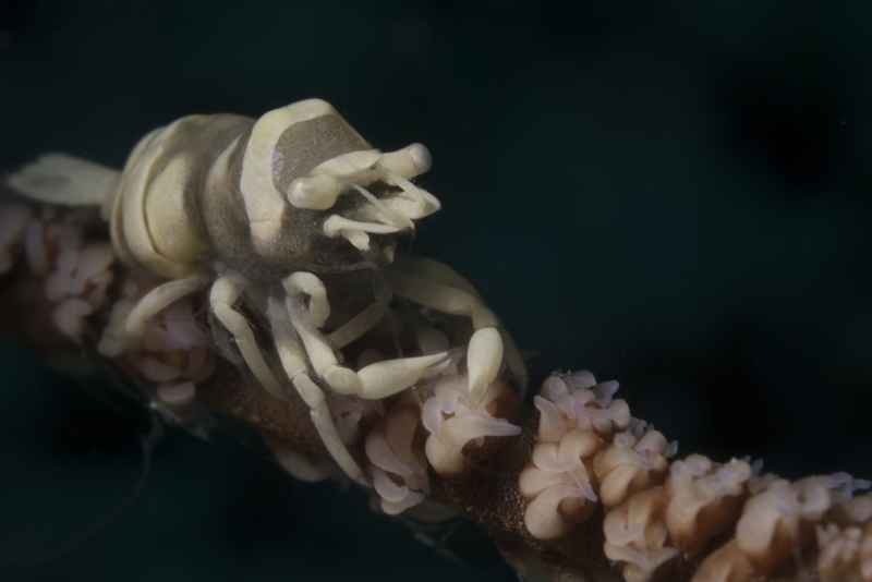 zanzibar whip coral shrimp dasycaris zanzibarica 2