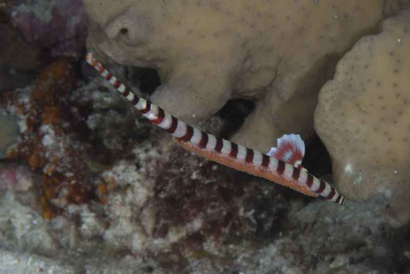 banded pipefish dunckerocampus dactyliophorus