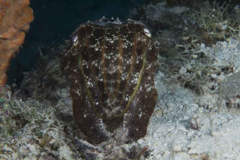 broadclub cuttlefish sepia latimanus 2
