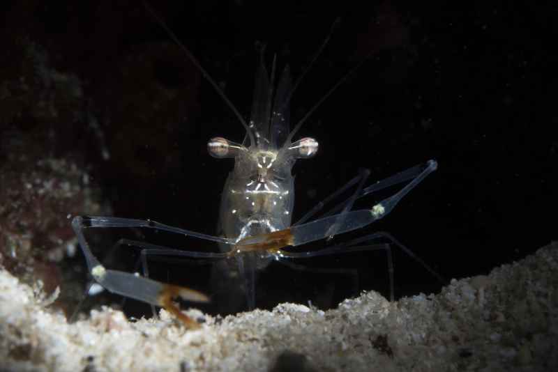 clear cleaner shrimp urocaridella antonbruunii 3