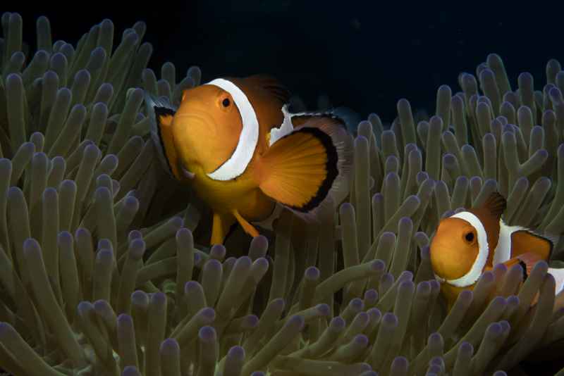 clown anemonefish amphiprion ocellaris 3