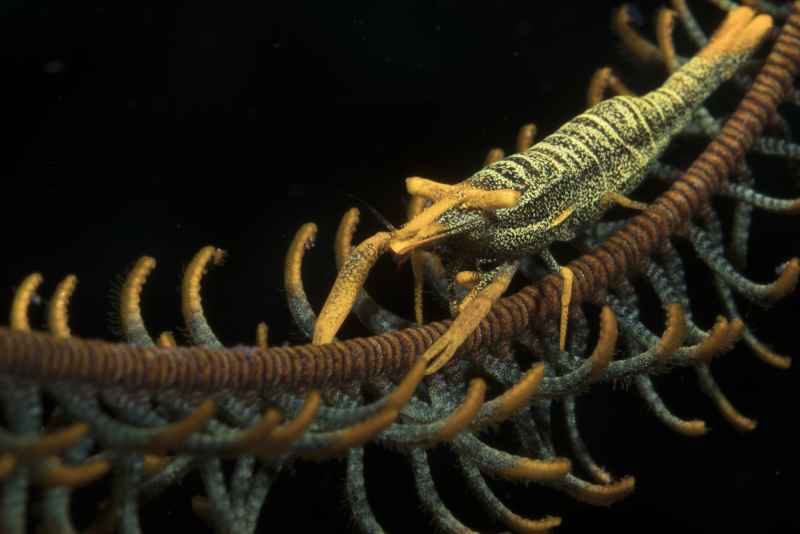 crinoid shrimp laomenes sp01