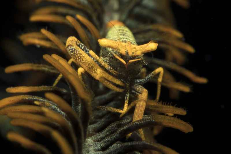 crinoid shrimp laomenes sp02