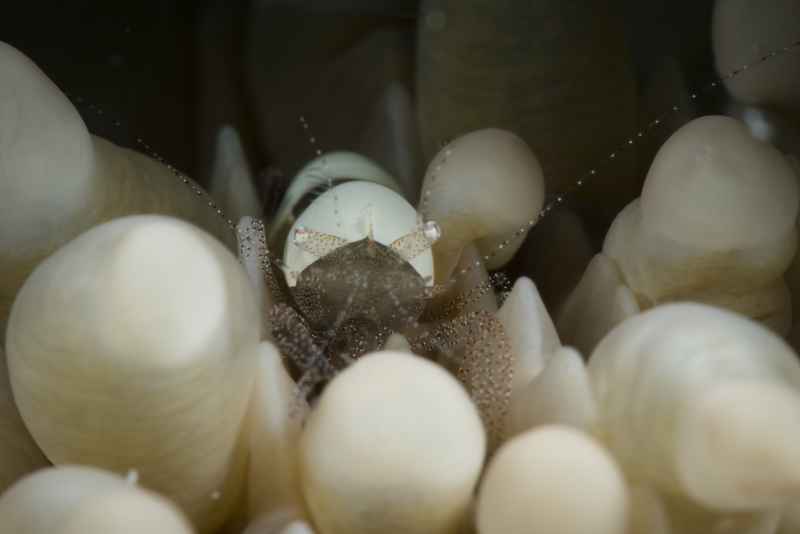 egg shell shrimp hamopontonia corallicola 2
