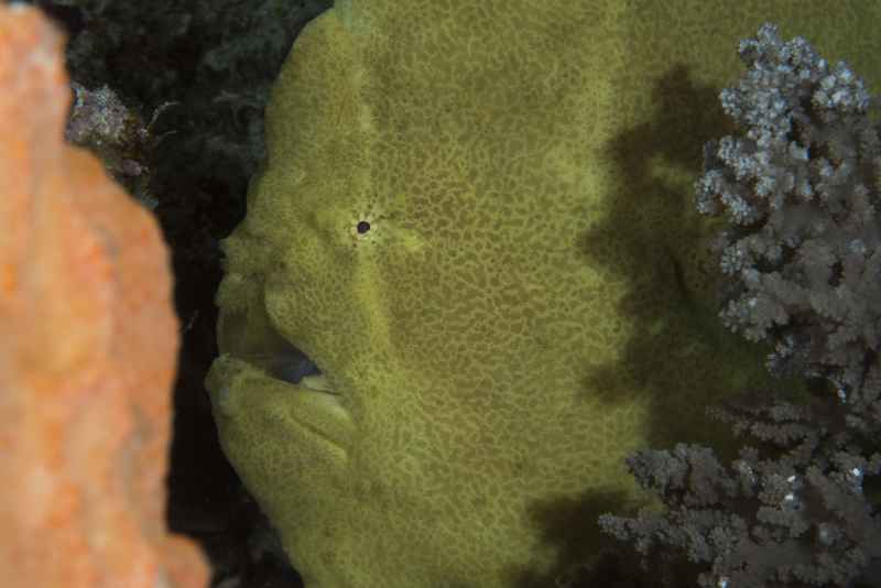 giant frogfish antennarius commerson01 2