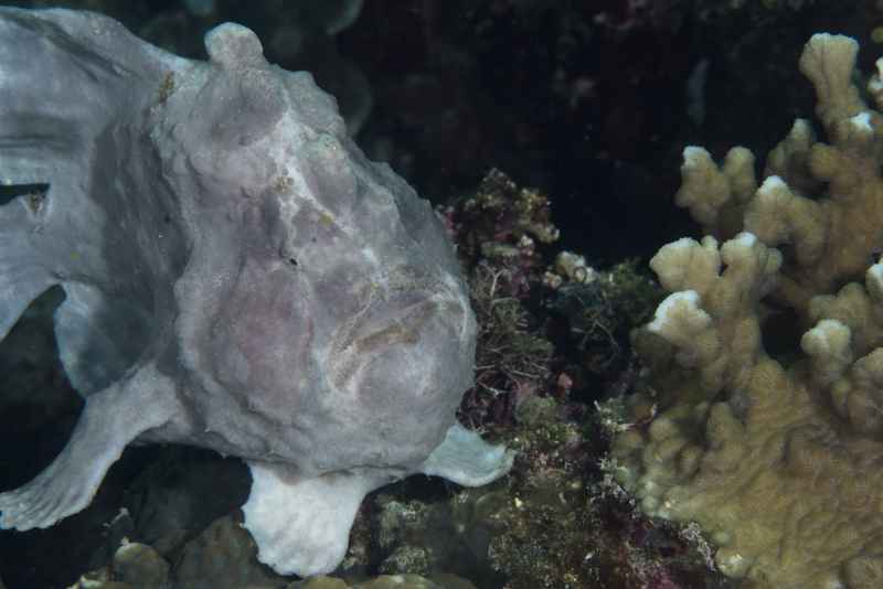giant frogfish antennarius commerson02 2