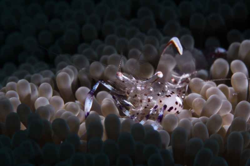 holthuis anemone shrimp ancylomenes holthuisi 2