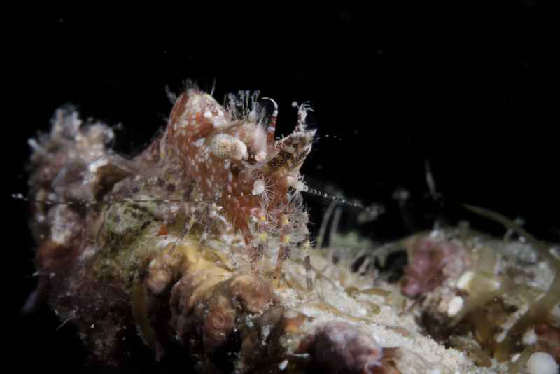 marbled shrimp complex hippolytidae saron01