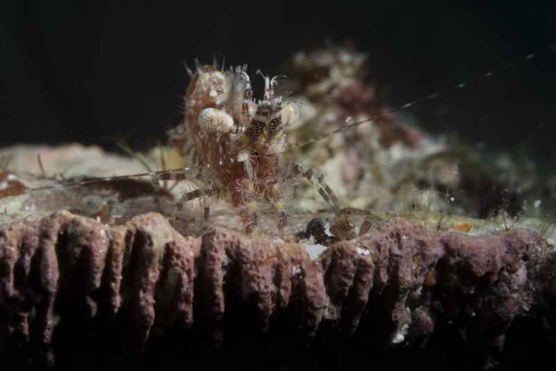 marbled shrimp complex hippolytidae saron02