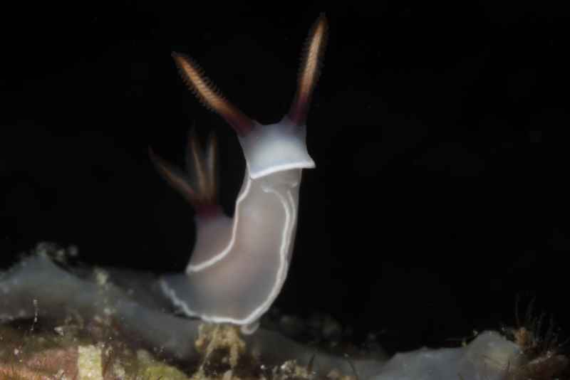nudibranch hypselodoris bullockii 3