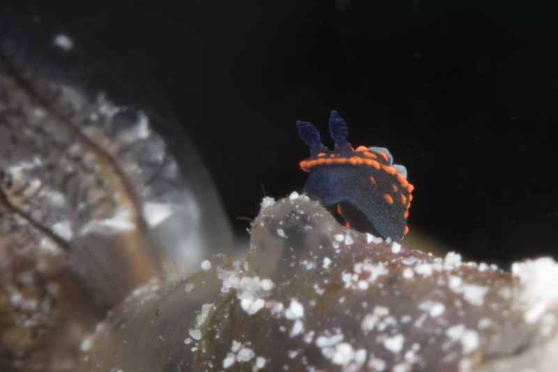 nudibranch juvenile nembrotha sp