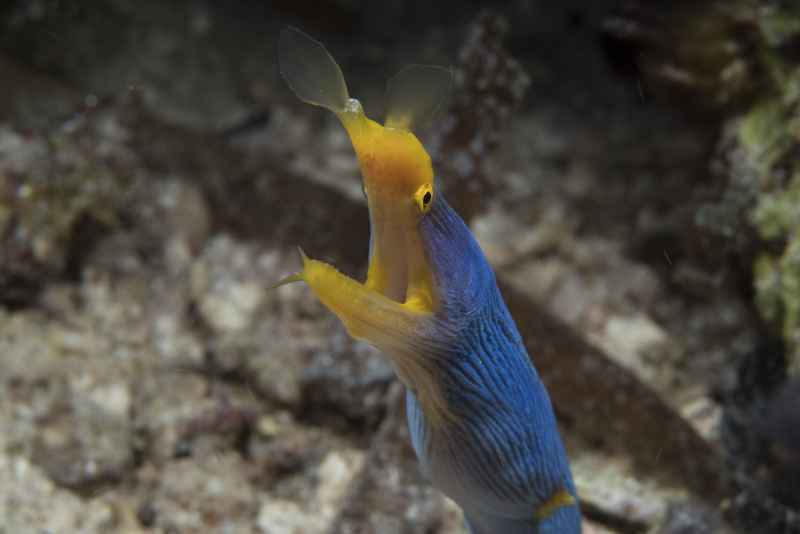 ribbon eel rhinomuraena quaesita