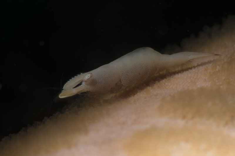 rounded sea star shrimp zenopontonia noverca 2