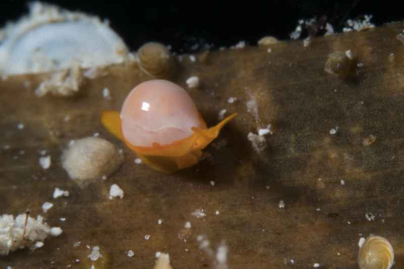 sea snail cystiscus cymbalum